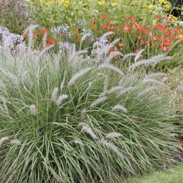 Pennisetum orientale - Herbe aux écouvillons 