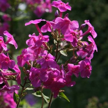 Hohe Flammenblume Eden's Glow - Phlox paniculata