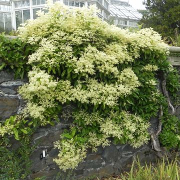 Pileostegia viburnoides