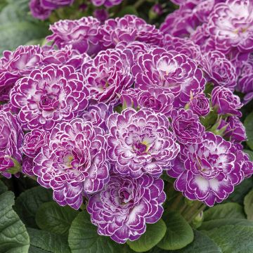 Primula Belarina Candy Frost - Kissenprimel