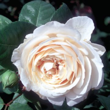 Rosier ancien Fragrant old white 