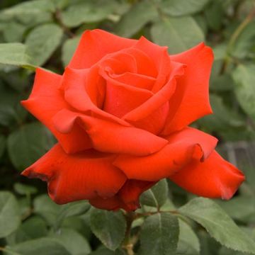 Rosa Grande Amore - Edelrose