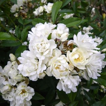 Rosa banksiae Purezza - Meran-Rose