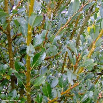Kriech Weide - Salix tetrapla