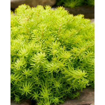 Fetthenne SunSparkler Angelina's Teacup - Sedum