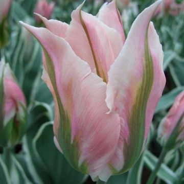 Viridiflora-Tulpe China Town