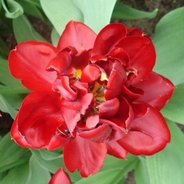 Frühe Gefüllte Tulpe Matrix
