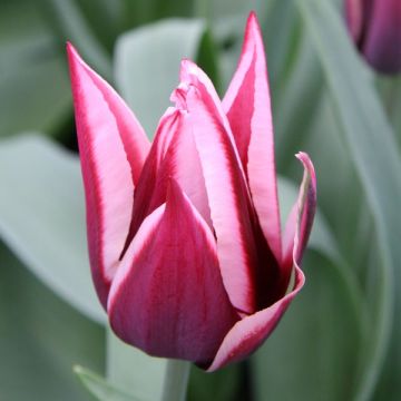 Triumph-Tulpe Rajka