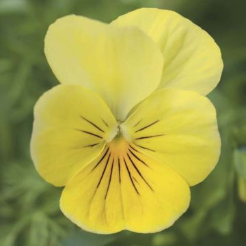 Horn-Veilchen Yellow