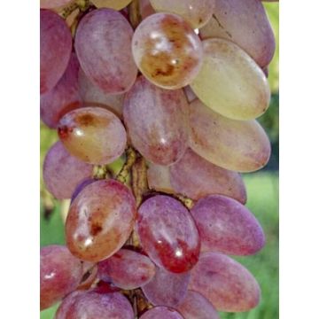 Vigne - Vitis vinifera Miss Pink Vigne - Vitis vinifera Miss Pink