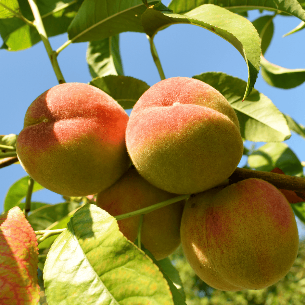 Nektarine Nectarose - Prunus persica nucipersica