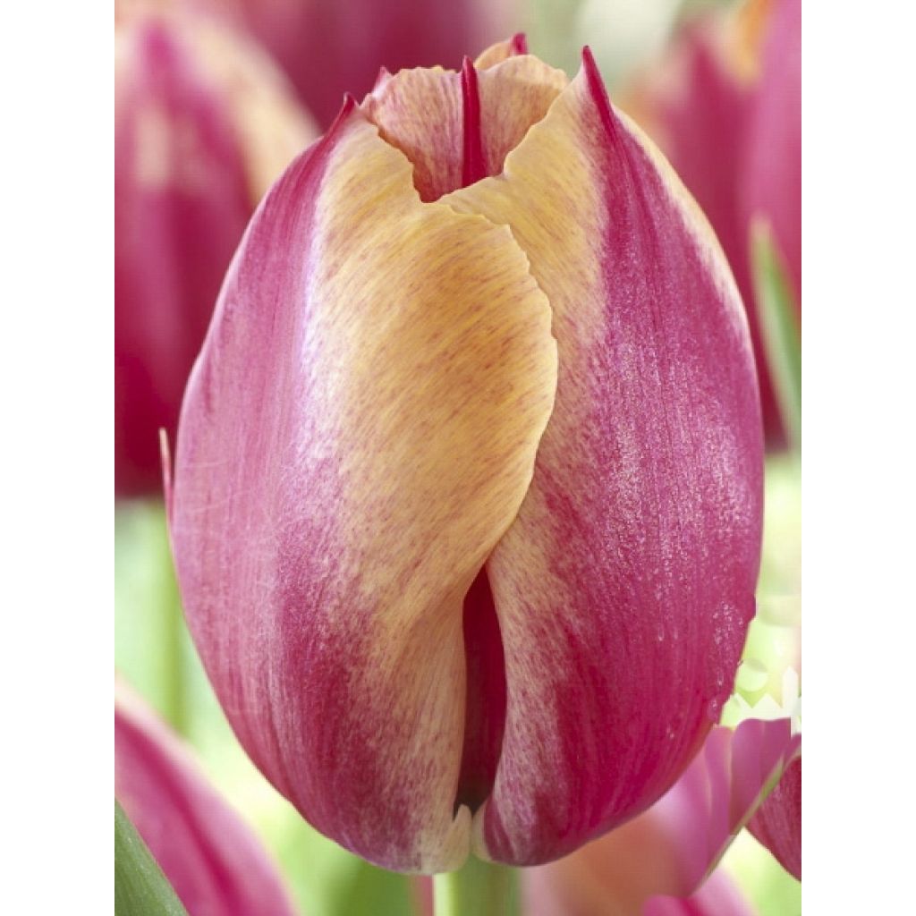 Triumph-Tulpe Augusta Taurinorum