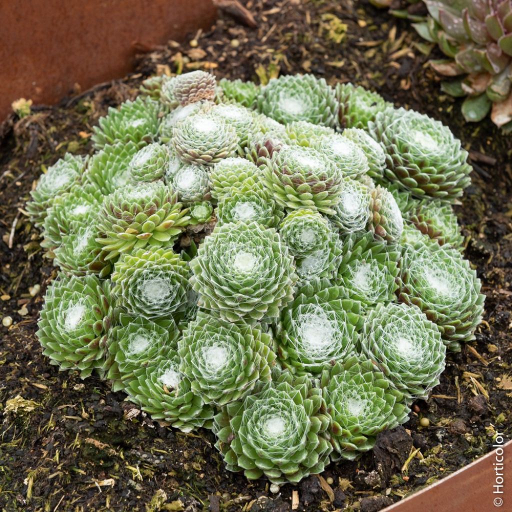 Hauswurz Chick Charms Cotton Candy - Sempervivum