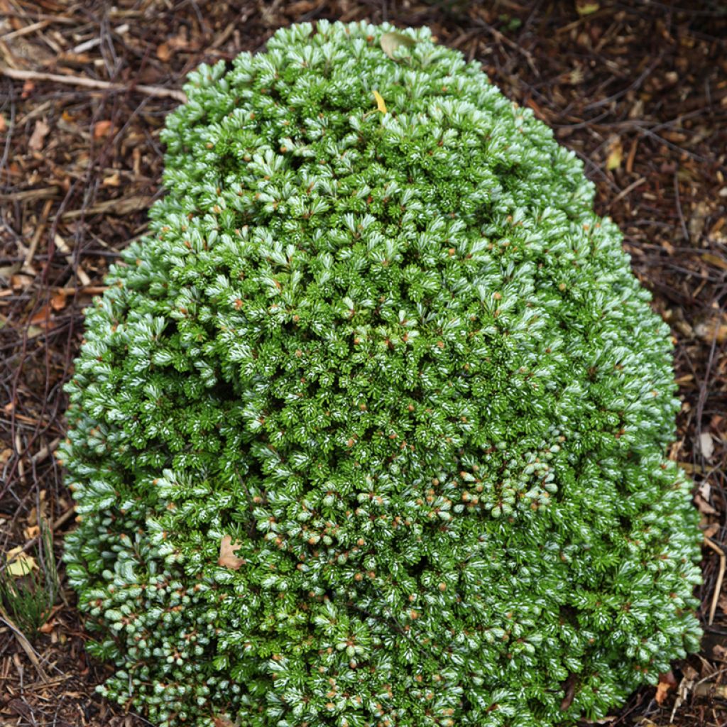 Abies koreana Silberkugel - Koreanische Tanne