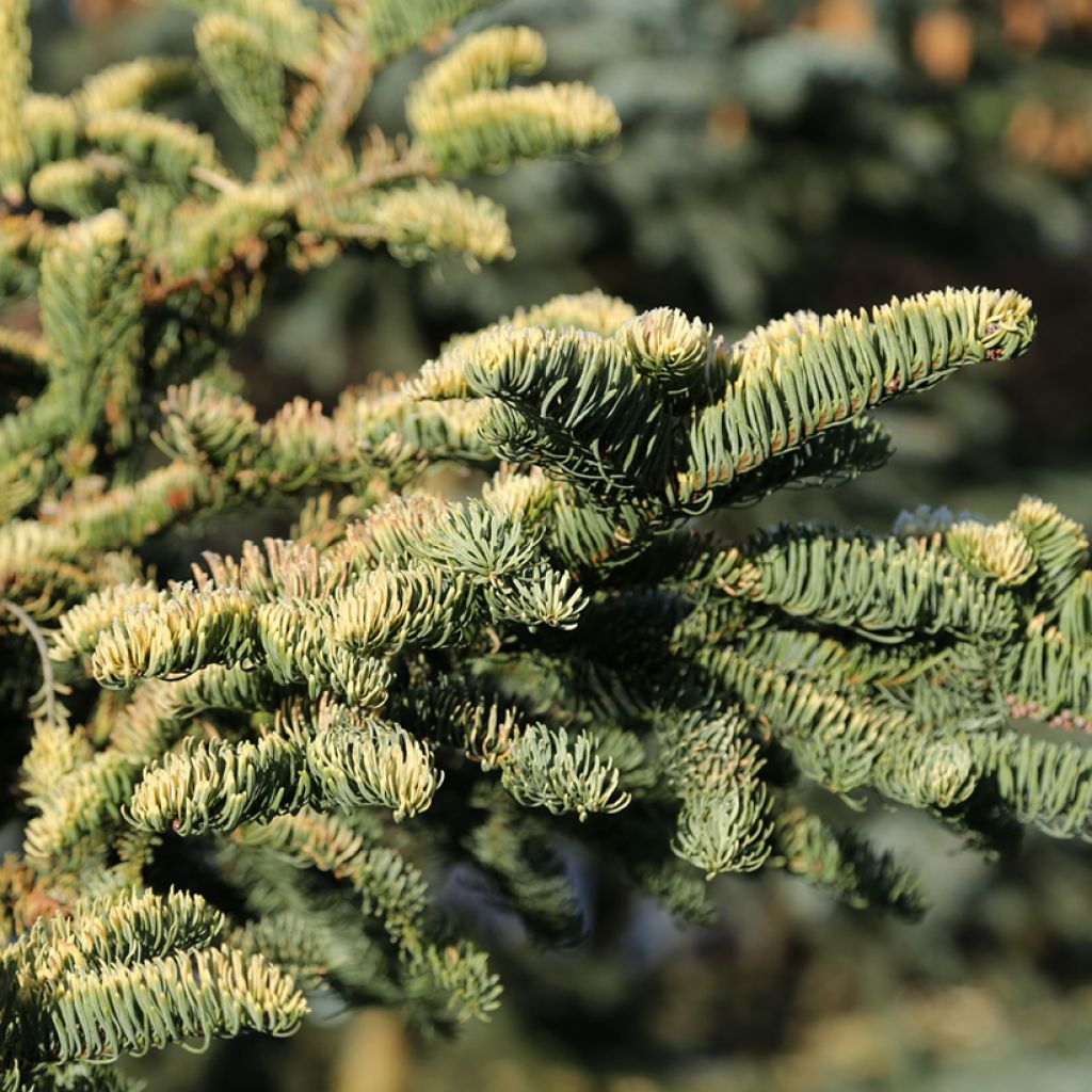 Abies procera Sherwoodii - Edel-Tanne