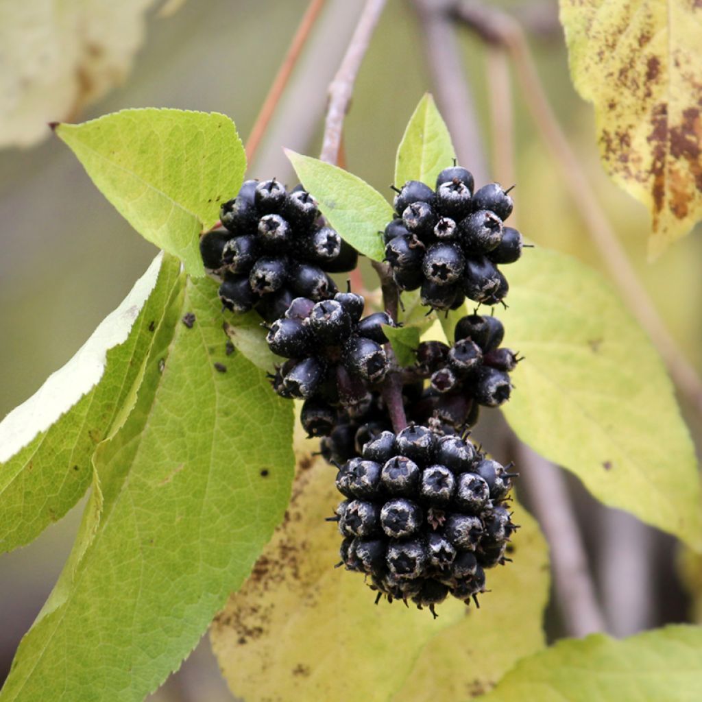 Acanthopanax henryi