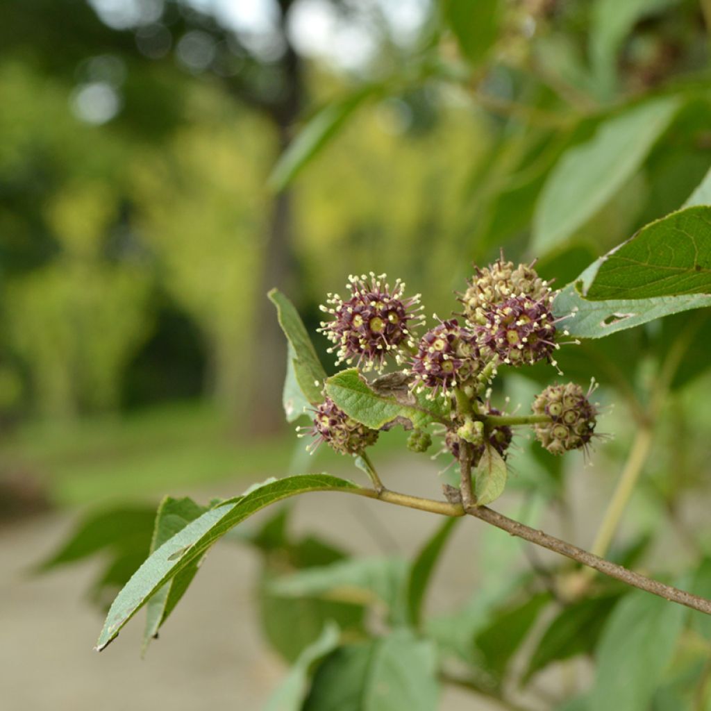 Acanthopanax henryi