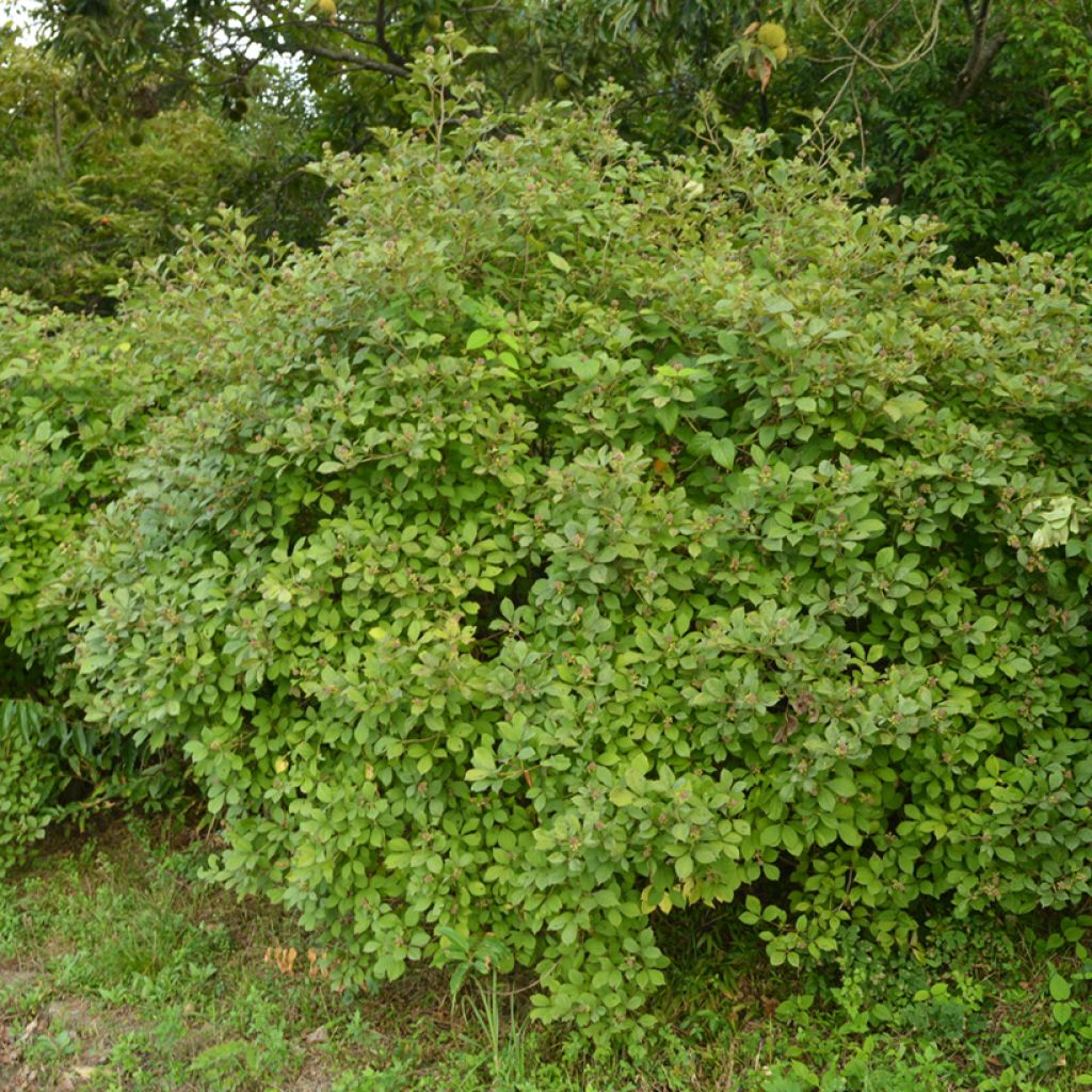 Acanthopanax henryi