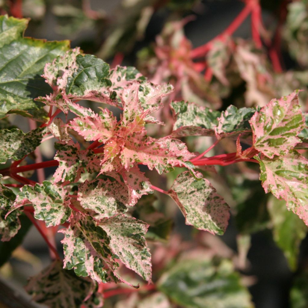 Acer conspicuum Silver Cardinal - Schlangenhautahorn