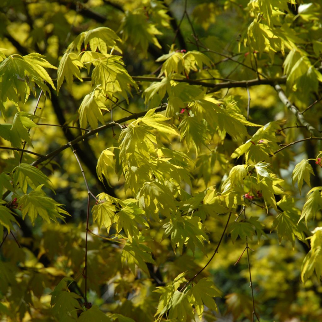 Fächerahorn Orange Dream - Acer palmatum