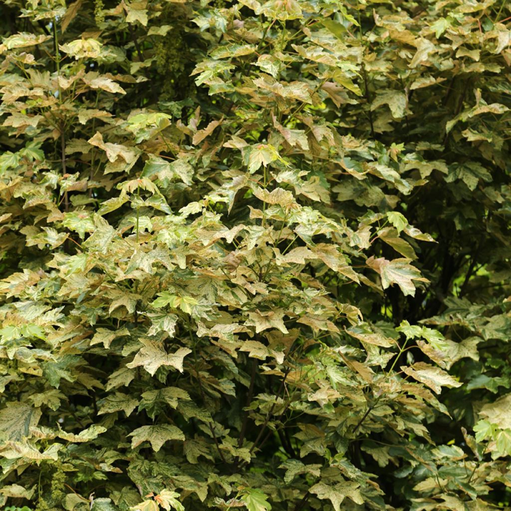 Berg-Ahorn Prince Camille de Rohan - Acer pseudoplatanus
