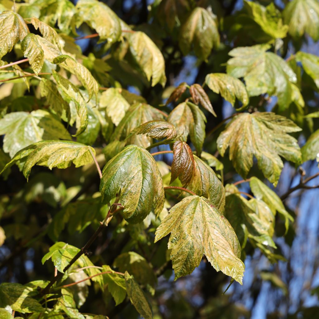 Berg-Ahorn Prince Camille de Rohan - Acer pseudoplatanus