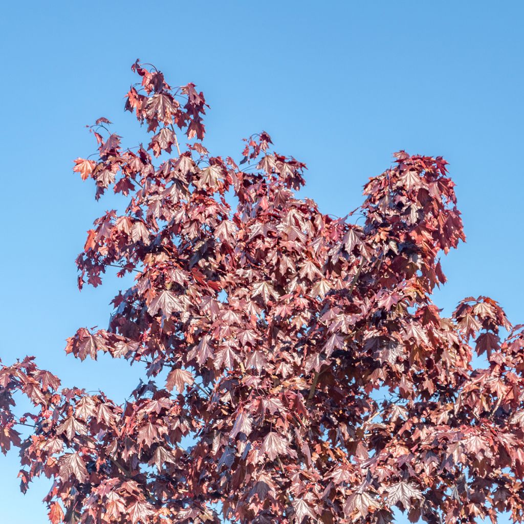 Spitz-Ahorn Crimson Sentry - Acer platanoides