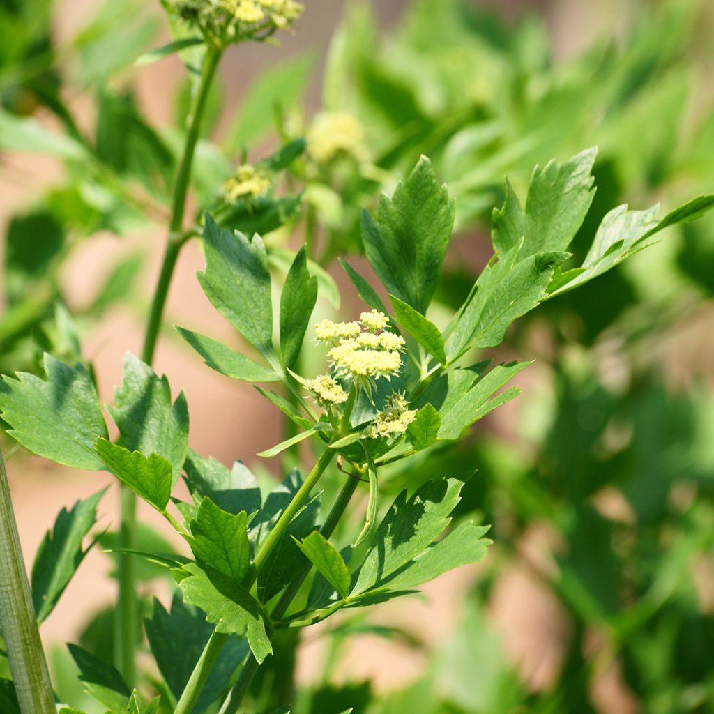 Liebstöckel - Levisticum officinale