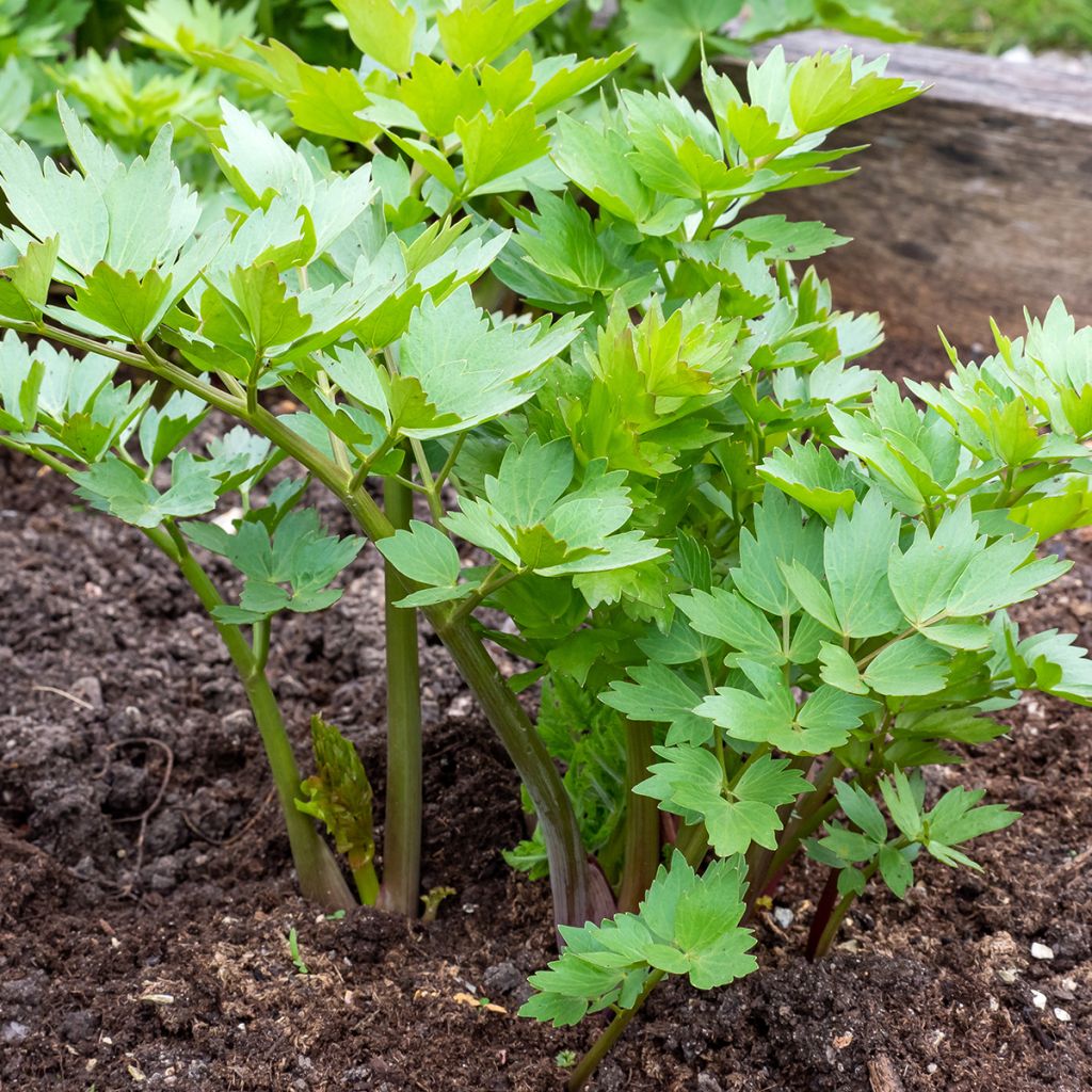 Liebstöckel - Levisticum officinale
