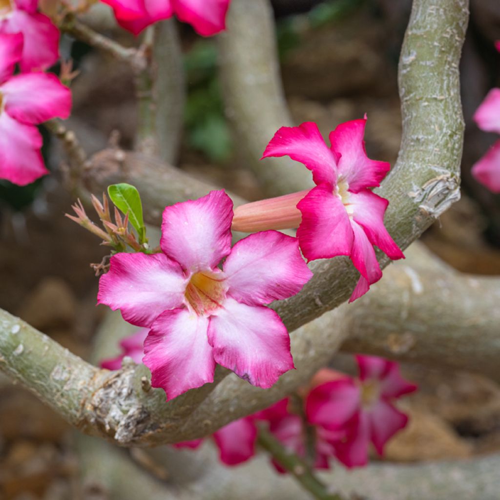 Adenium obesum - Wüstenrose