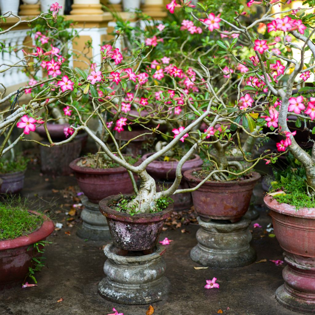 Adenium obesum - Wüstenrose