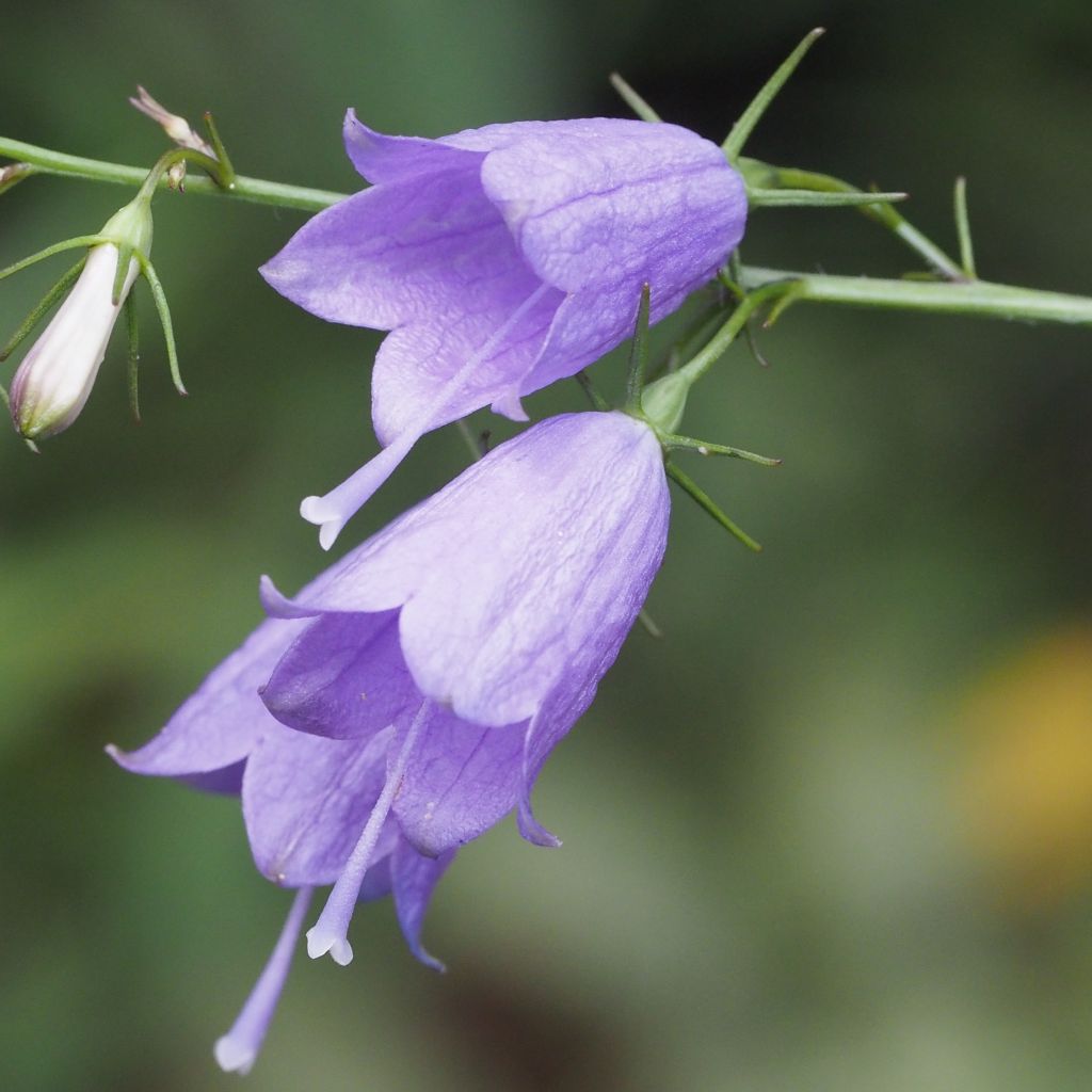Adenophora stricta - Becherglocke