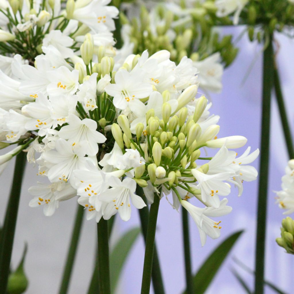 Agapanthus Ever White - Schmucklilie