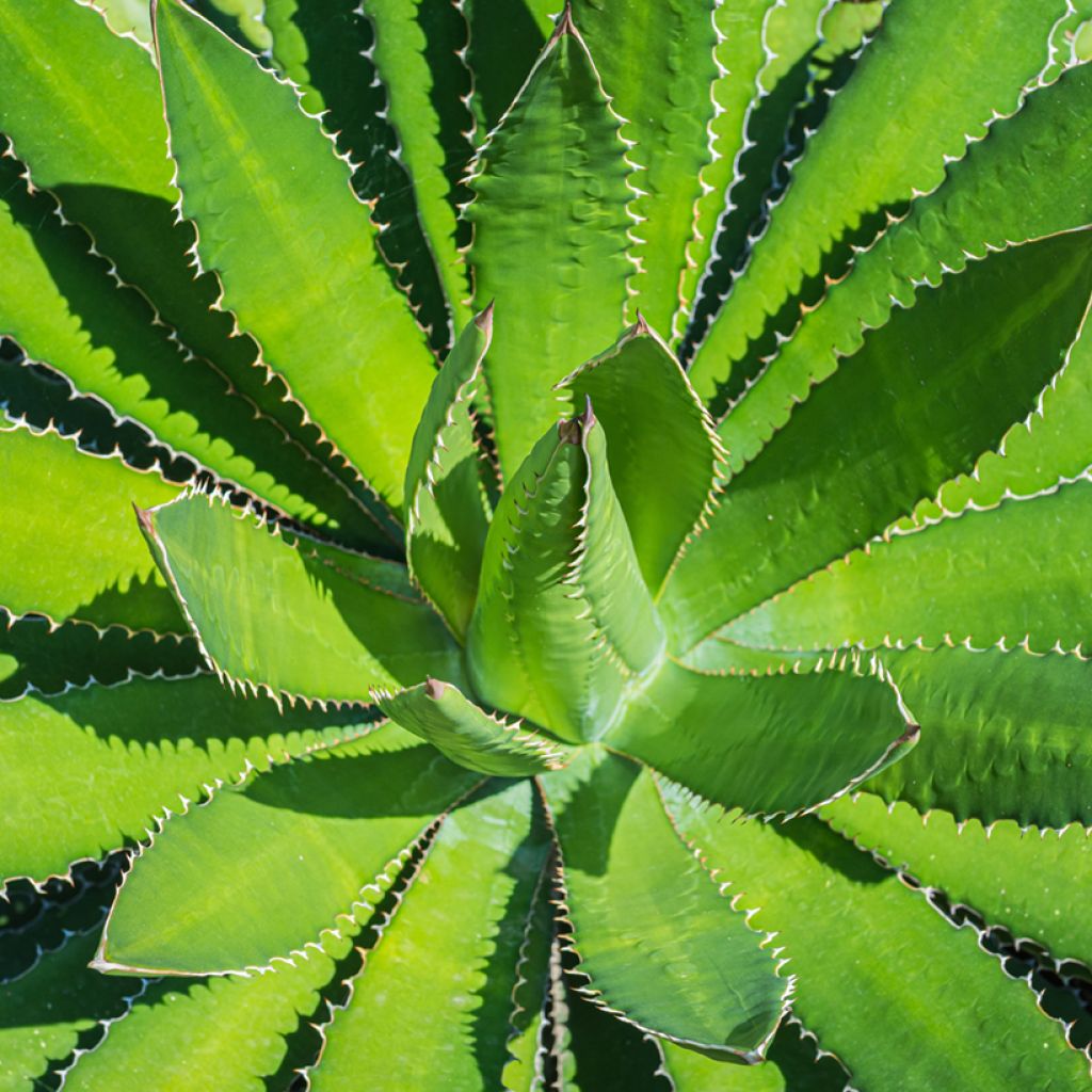 Agave lophantha