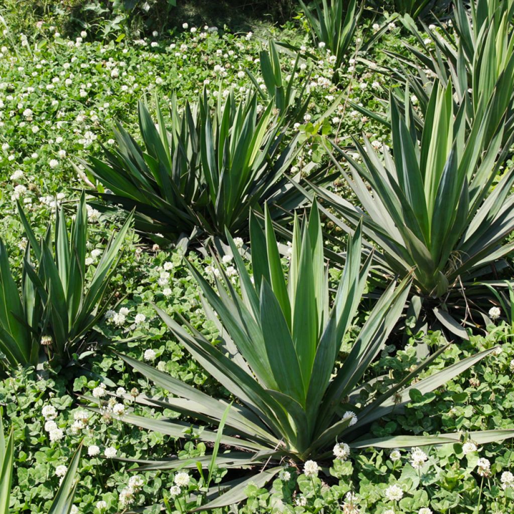 Agave sisalana - Sisal-Agave