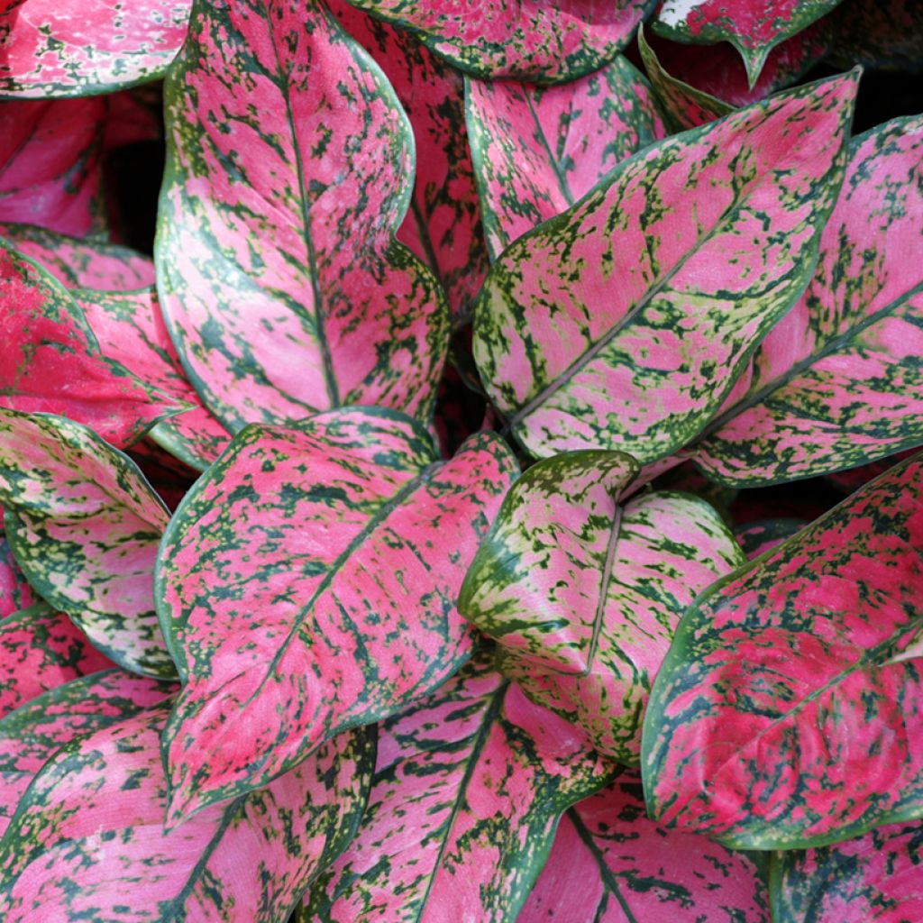 Aglaonema Red Valentine - Kolbenfaden