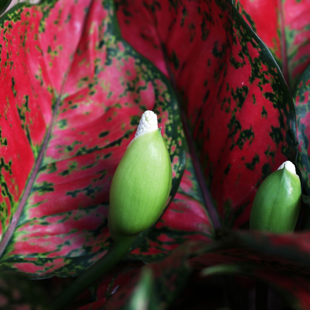 Aglaonema Red Valentine - Kolbenfaden