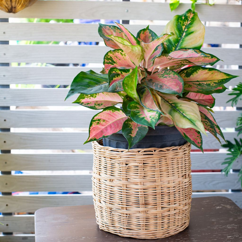 Aglaonema Red Valentine - Kolbenfaden