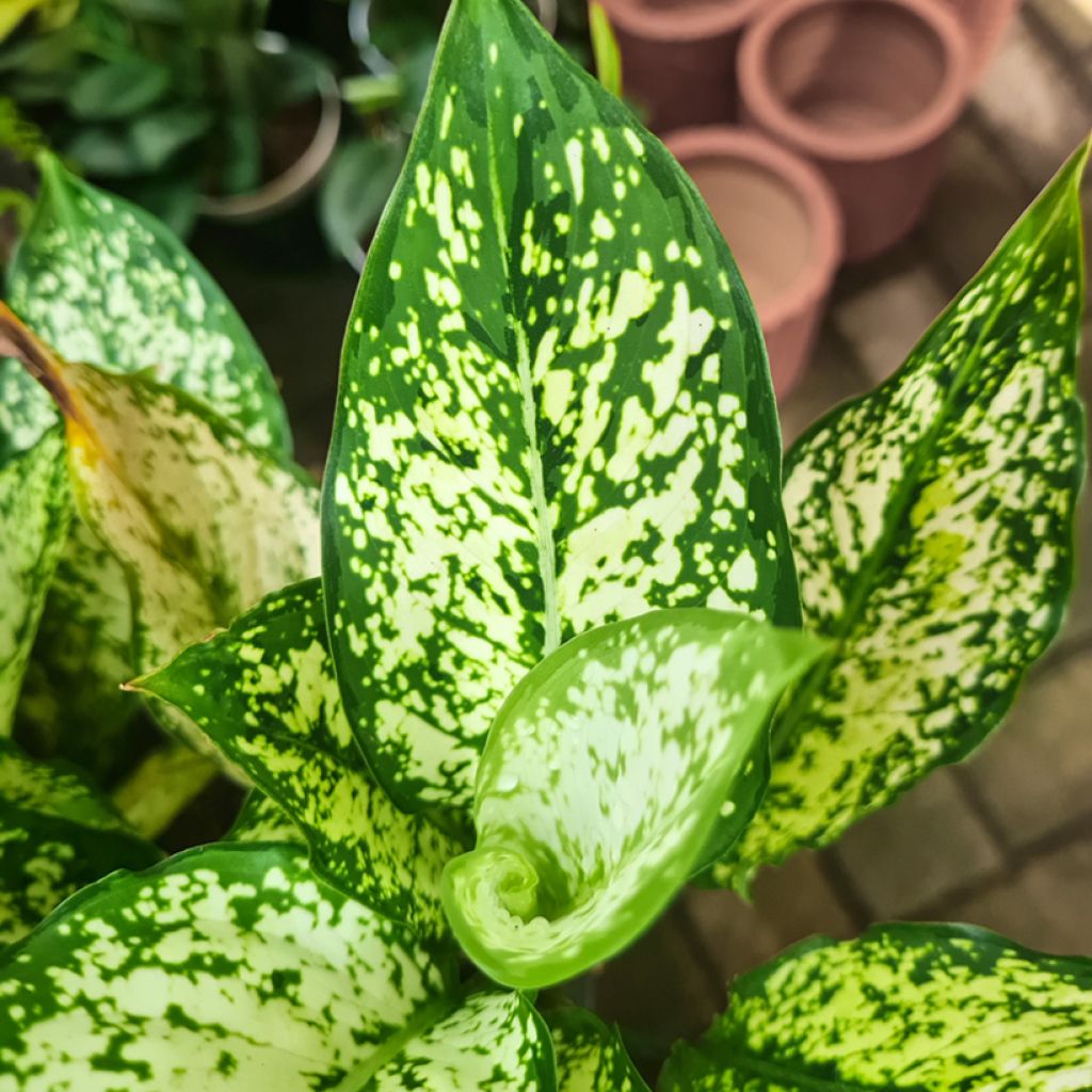 Aglaonema Snowflake - Kolbenfaden