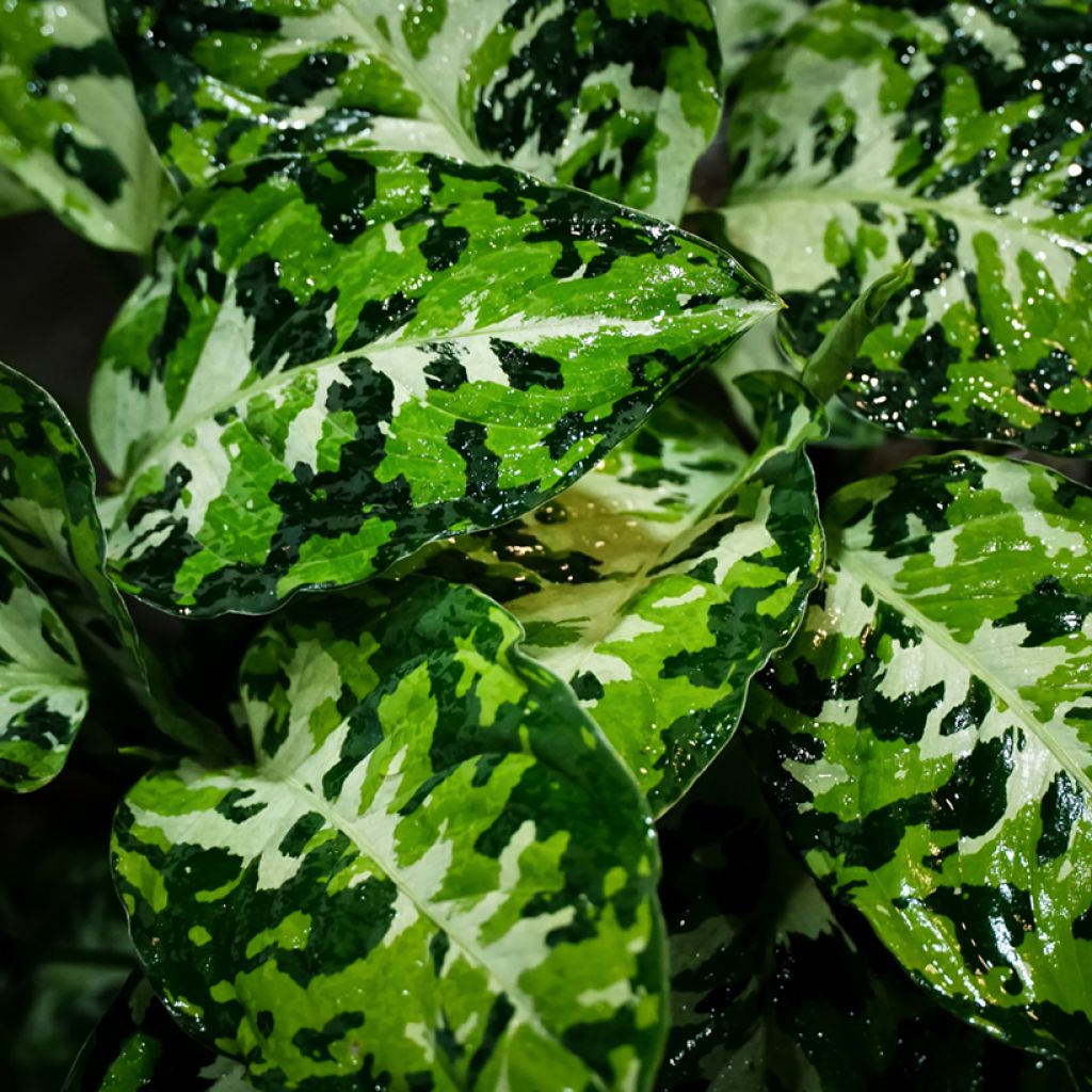 Aglaonema pictum Tricolor - Kolbenfaden