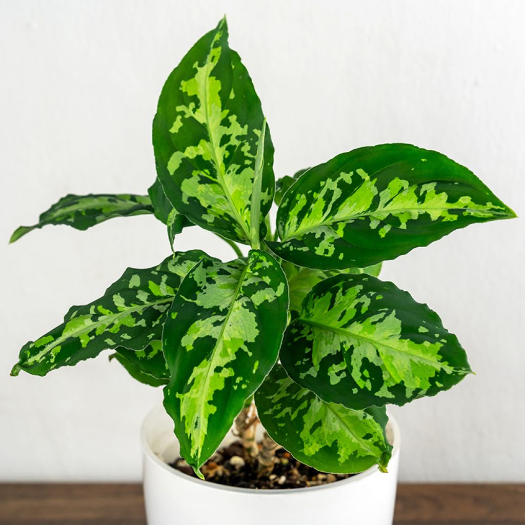 Aglaonema pictum Tricolor - Kolbenfaden