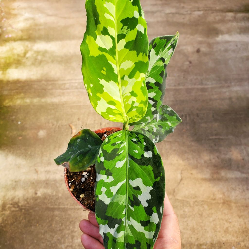 Aglaonema pictum Tricolor - Kolbenfaden