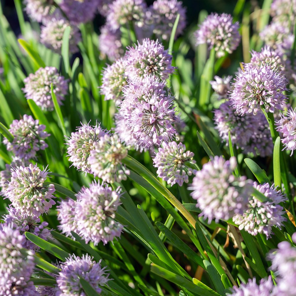 Allium senescens Summer Beauty - Berg-Lauch