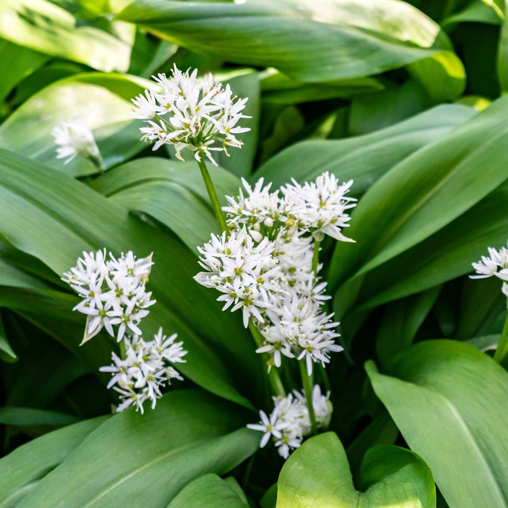 Allium ursinum - Bärlauch
