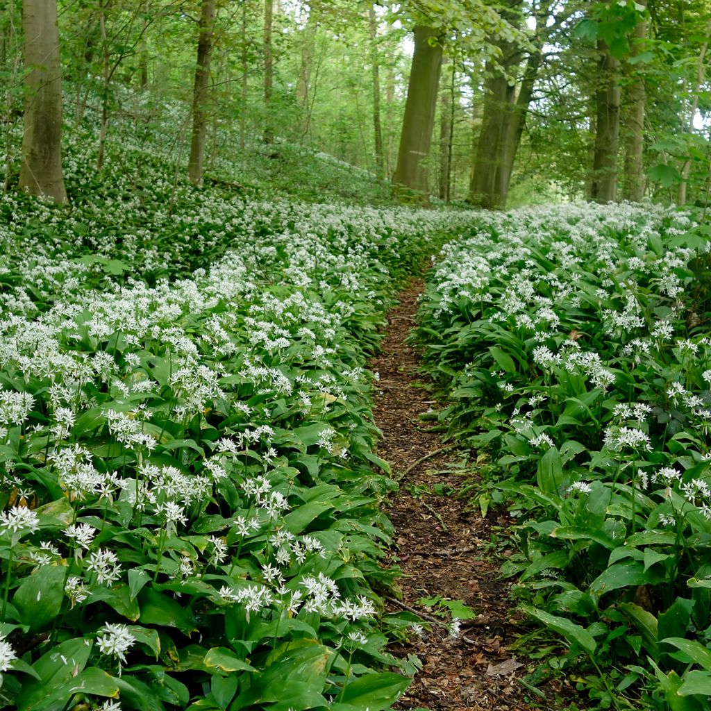 Allium ursinum - Bärlauch