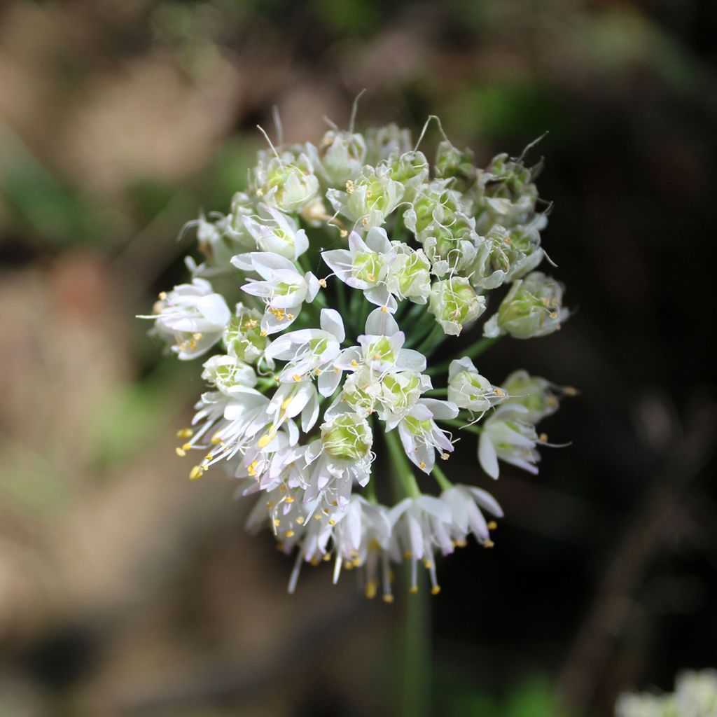 Allium cernuum White Dwarf - Nickenden Lauchuum