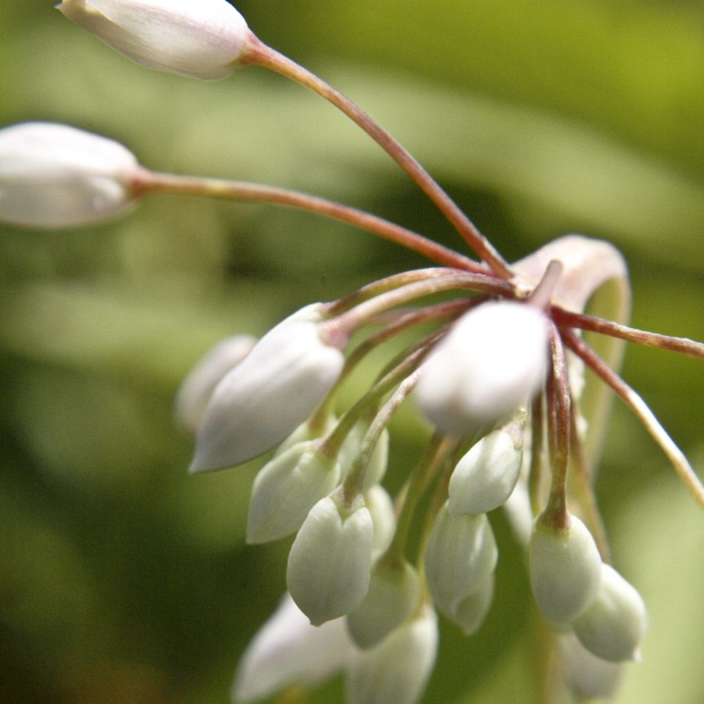 Allium cernuum White Dwarf - Nickenden Lauchuum