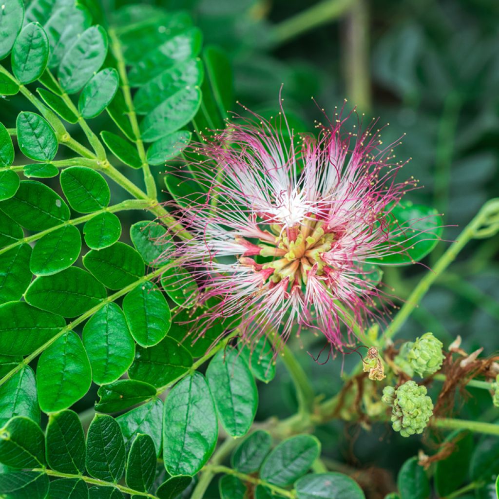 Albizia saman - Regenbaum