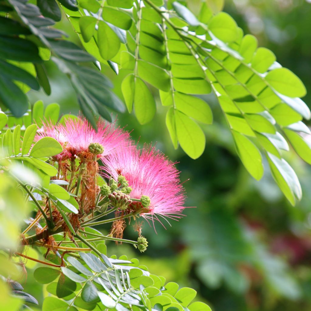 Albizia saman - Regenbaum