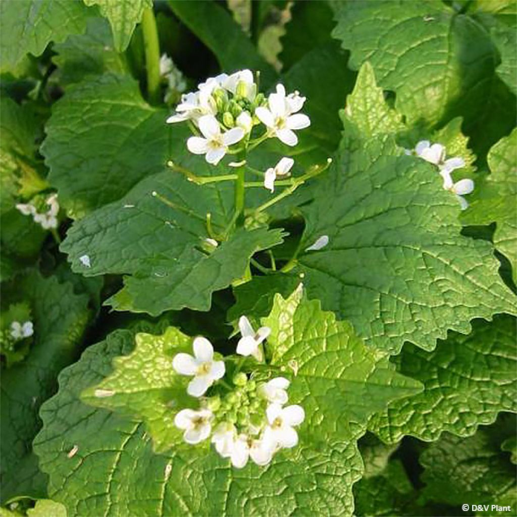 Alliaria petiolata - Knoblauchhederich